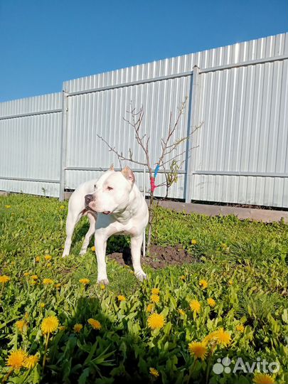 Стаффордширский терьер вязка