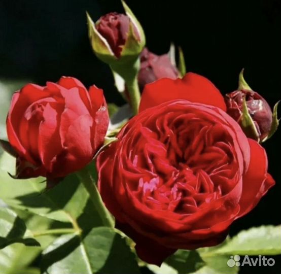 Розы корнесобственные саженцы