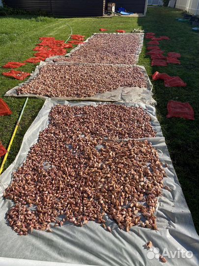 Озимый чеснок на посадку Любаша