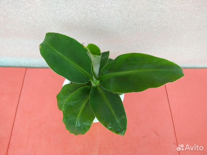 Банановое дерево