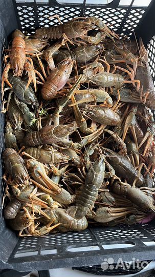 Живые раки речные
