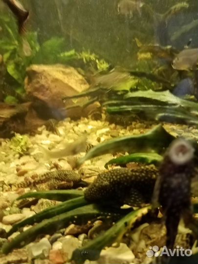 Сомики анцитрусы