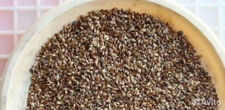 Семена лиственницы от производителя