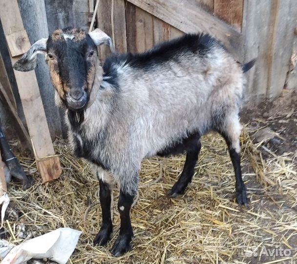 Козы и козлик