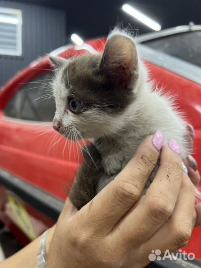 Котята в добрые руки мальчики