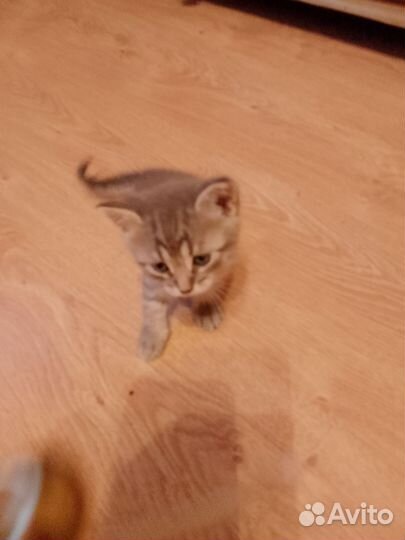 Котик добрые руки