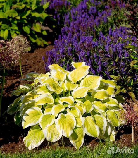 Хосты сортовые (с зкс)