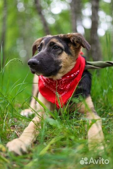 Щенок Джун пропадает в приюте