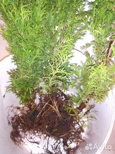 Туя Смарагд