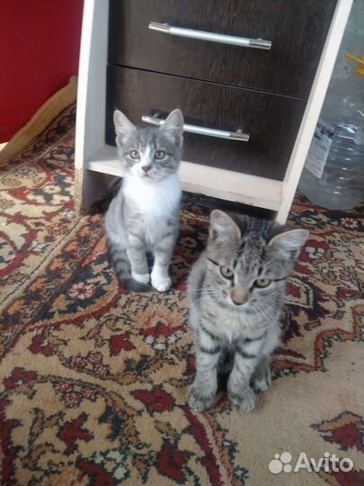 Котята в дар бесплатно
