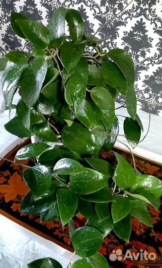 Хойя H. Pottsii Chiang Mai23