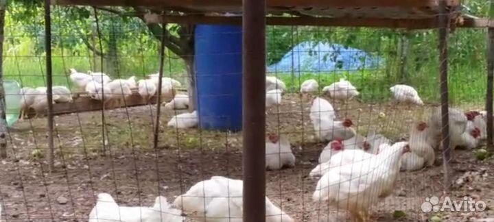 Домашние куры бройлеры