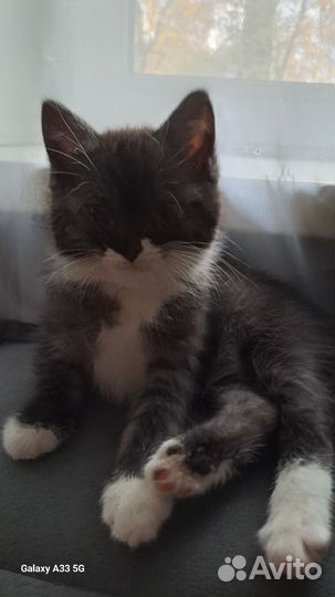 Кот