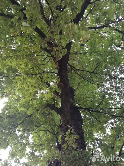 Растения: дуб, берёза, клён, сосна