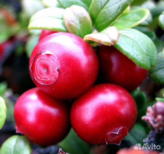 Брусника ягода