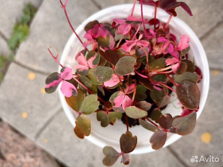 Оксалис гибридны