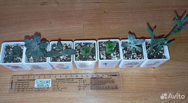 Суккуленты в горшочках