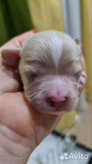 Мальтипу mini девочки и мальчики