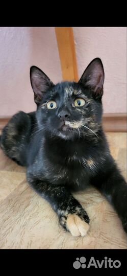 Спасите кошечек