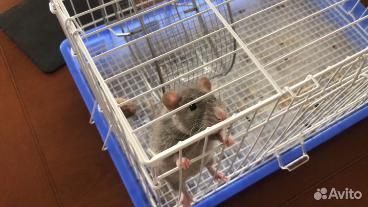 Крыса с клеткой