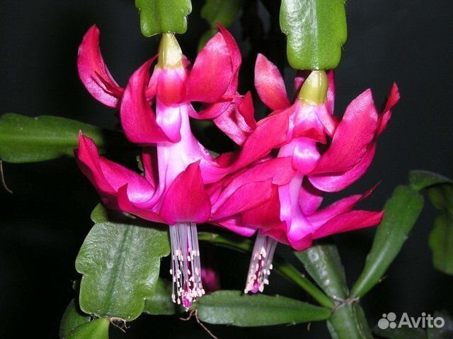 Декабрист шлюмбергера белый, розовый, двуцветный