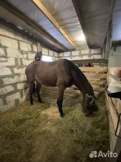 Постой лошадей