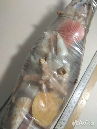 Ракушки морские звёзды кораллы