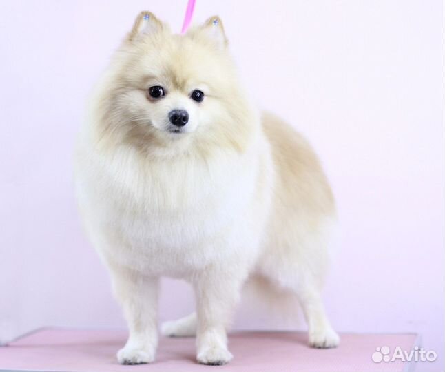 Немецкий шпиц вязка