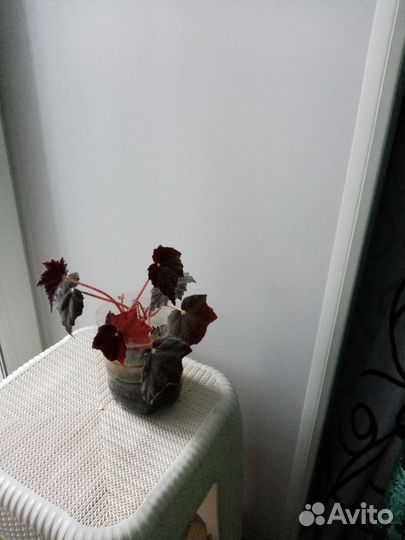 Отводки грани белой, бегонии, алое