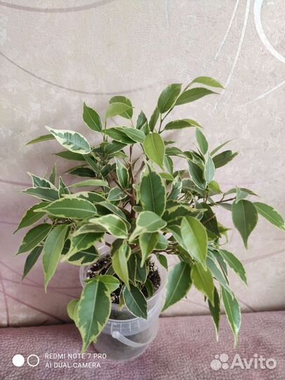 Фикус бенджамина денилайт