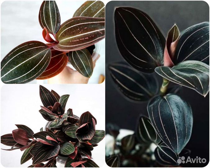 Лудизия драгоценная орхидея Ludisia Jewel orchids