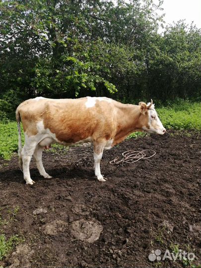 Корова, телочка