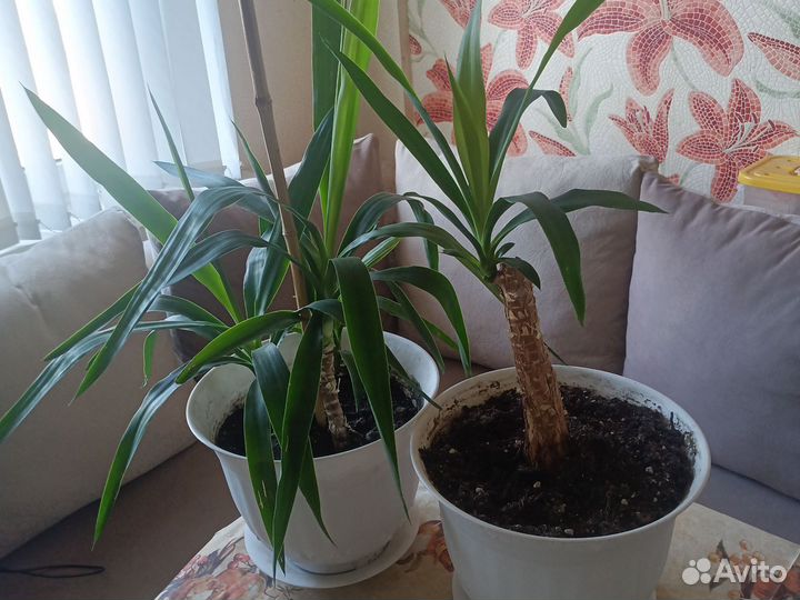 Пальма юкка