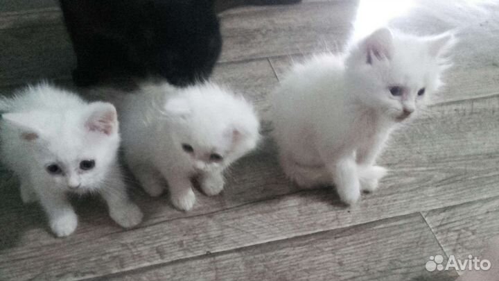 Шотландские котята