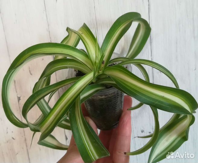 Эсхинантус, Хлорофитум Бонни