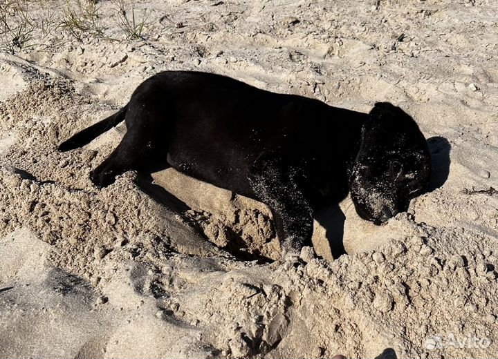 Щенок лабрадора 3 месяца