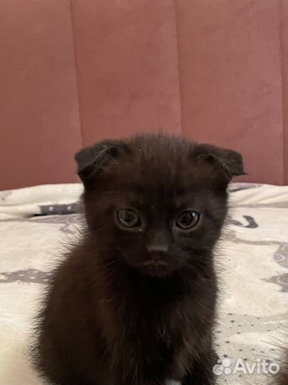 Вислоухие котята в добрые руки