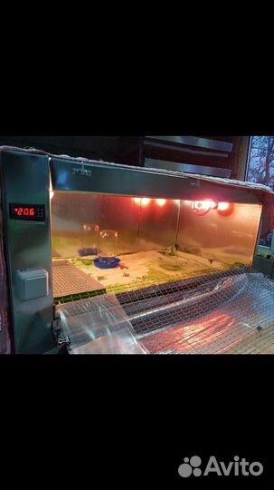 Брудер для птенцов