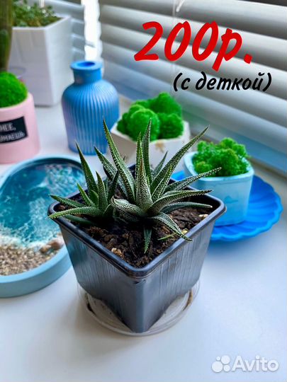 Суккуленты хавортия