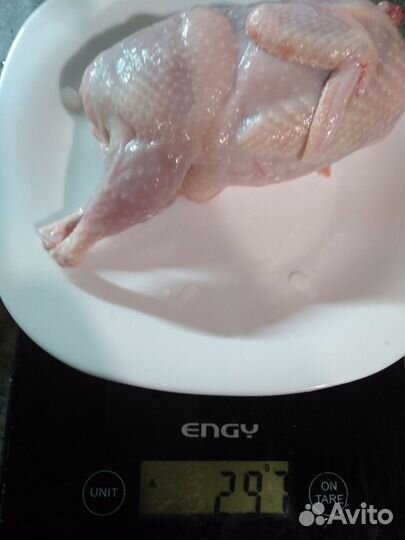 Яйцо инкубационное перепел Техас