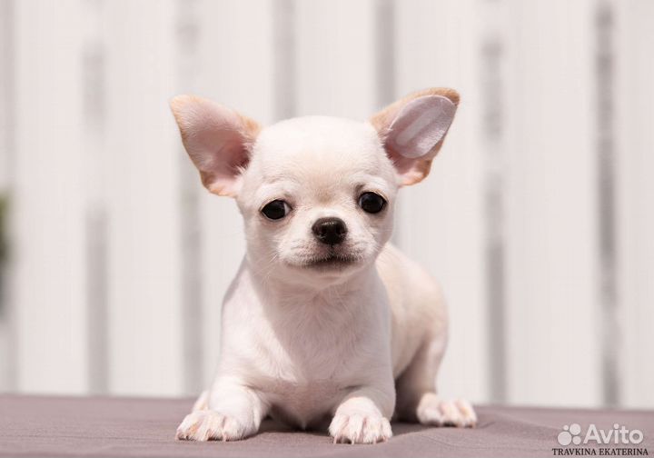 Девочка РКФ