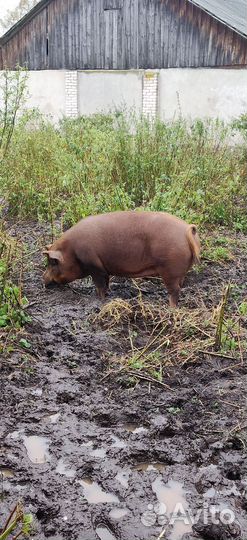 Дюрки на племя