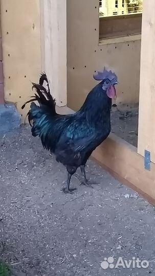 Цыпленок Уйехилюй