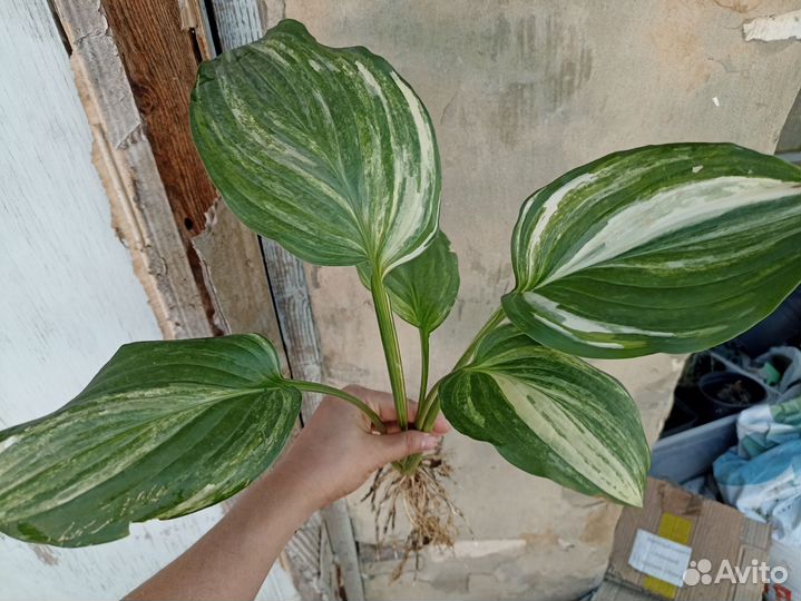 Хоста страйк