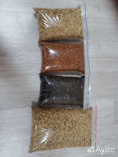 Продам кукурузу 12,зерно,пшеница, ячмень, овёс