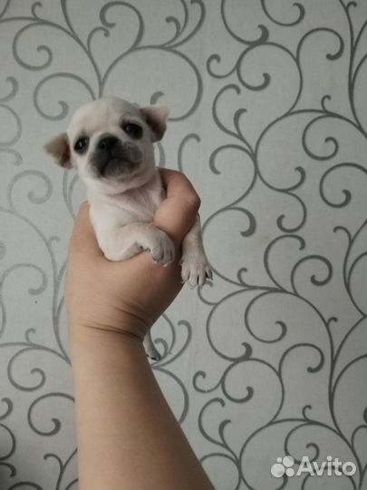 Щенки чихуахуа