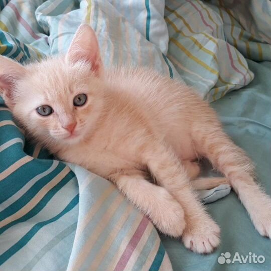 Котята персиковые