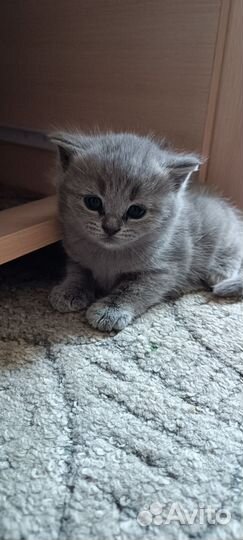 Шотландские котята