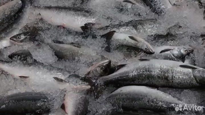 Горбуша охлажденная свежая