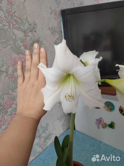 Гиппиаструм (Амаралисс)